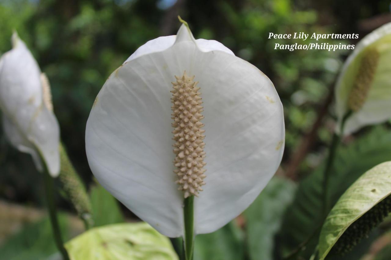 Peace Lily Studio Apartments Panglao Kültér fotó