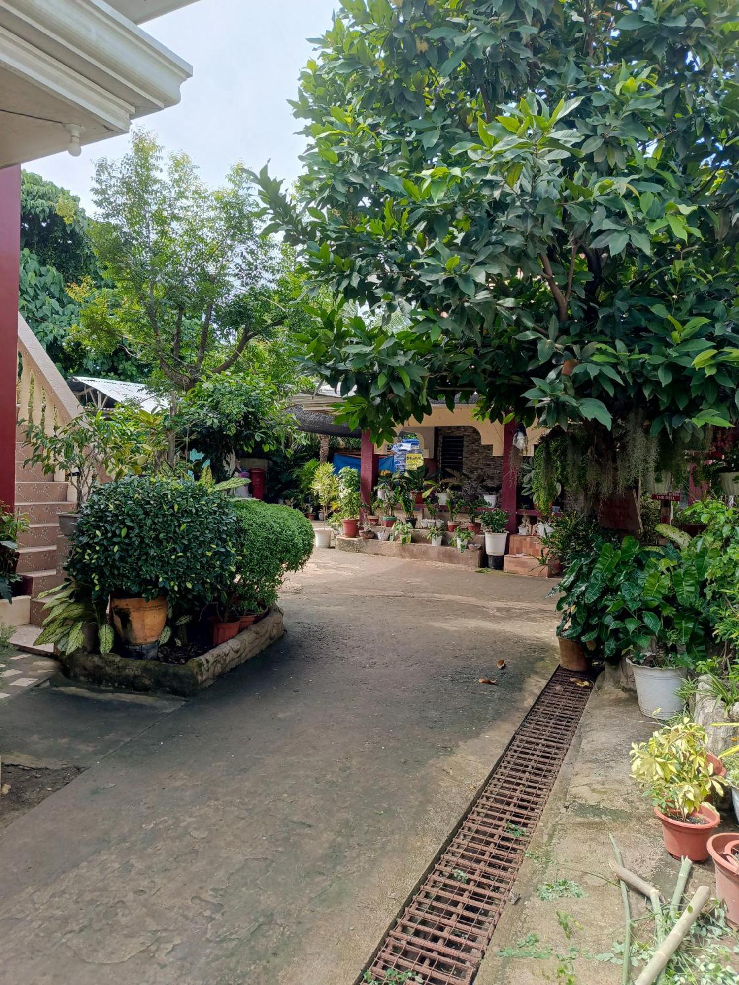 Peace Lily Studio Apartments Panglao Kültér fotó